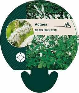 Actaea simplex 'White Pearl' - afbeelding 1