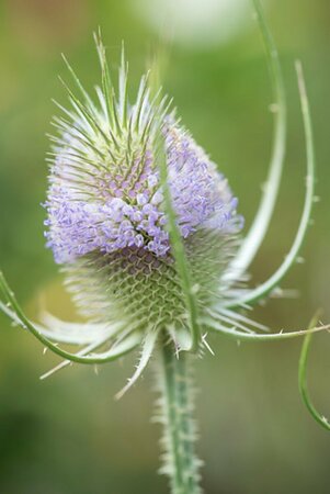 Dipsacus fullonum P13 BIO - afbeelding 1