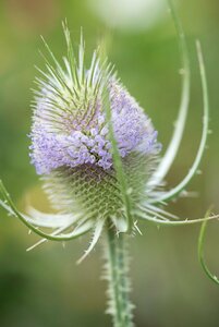 Dipsacus fullonum P13 BIO