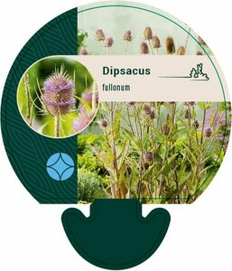Dipsacus fullonum P13 BIO - afbeelding 2