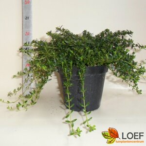 Satureja montana P13 BIO - afbeelding 2