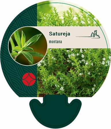 Satureja montana P13 BIO - afbeelding 1