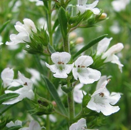 Satureja montana P13 BIO - afbeelding 3