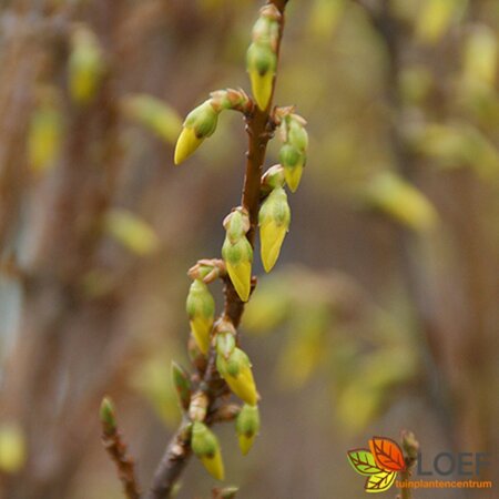 Forsythia intermedia 'Lynwood'