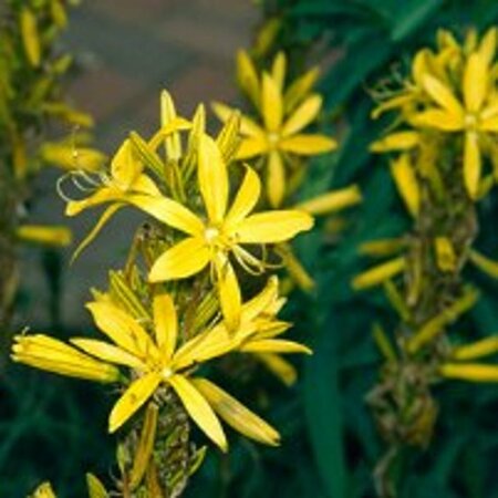 Asphodeline lutea P9 BIO - afbeelding 7