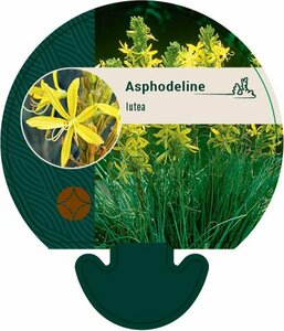 Asphodeline lutea P9 BIO - afbeelding 6
