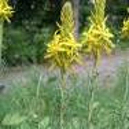 Asphodeline lutea P9 BIO - afbeelding 8