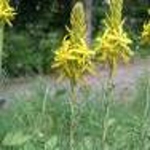Asphodeline lutea P9 BIO - afbeelding 8