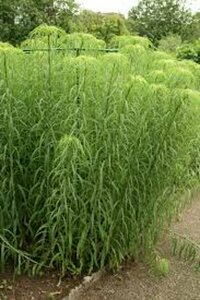 Helianthus salicifolius P9 BIO - afbeelding 2