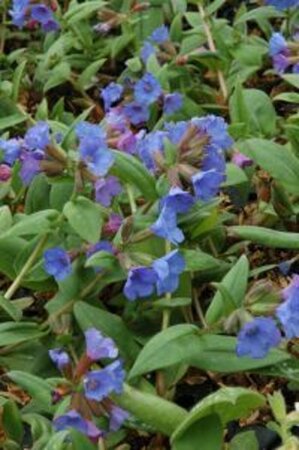 Pulmonaria ang. 'Azurea' P9 BIO - afbeelding 2