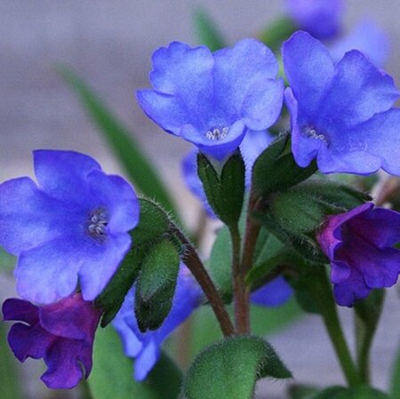 Pulmonaria ang. 'Azurea' P9 BIO - afbeelding 3