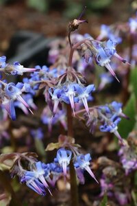 Trachystemon orientalis P9 BIO