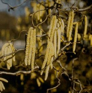Corylus avellana 'Contorta' 125/150 C.