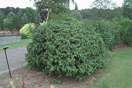 Corylus avellana 'Contorta' - afbeelding 2