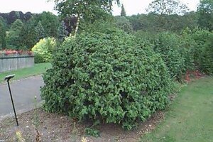 Corylus avellana 'Contorta' - afbeelding 2