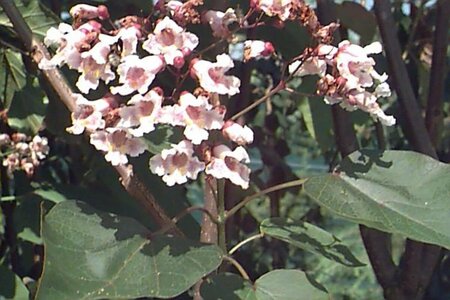 Catalpa erubescens 'Purpurea'