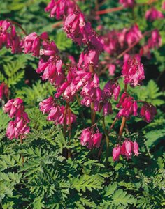 Dicentra formosa 'Luxuriant' C1.5 - afbeelding 5