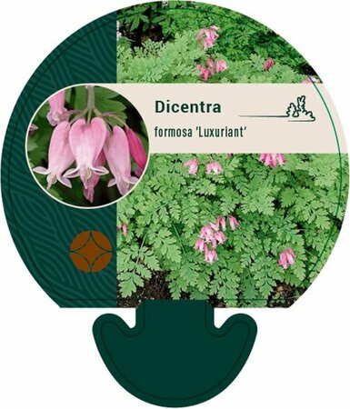 Dicentra formosa 'Luxuriant' C1.5 - afbeelding 4