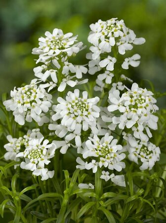 Iberis sempervirens C2 - afbeelding 4