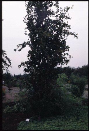 Fagus sylvatica 'Dawyck' - afbeelding 1