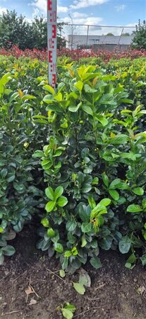 Prunus laurocerasus 'Etna' - afbeelding 2