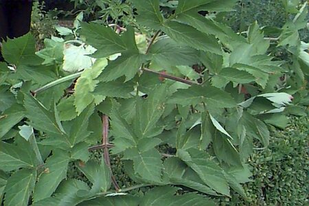 Angelica archangelica P13 BIO - afbeelding 4