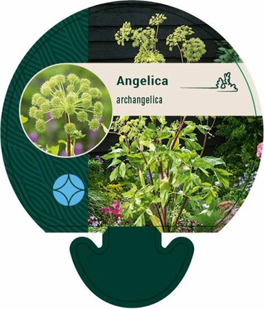 Angelica archangelica P13 BIO - afbeelding 6
