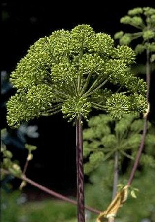Angelica archangelica P13 BIO - afbeelding 2