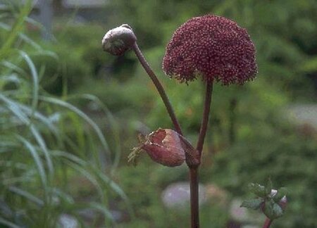 Angelica archangelica P13 BIO - afbeelding 3