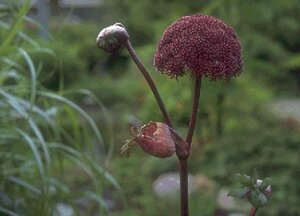 Angelica archangelica P13 BIO - afbeelding 3