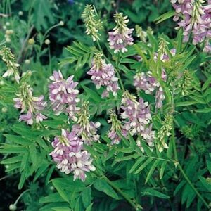 Galega officinalis P9 BIO - afbeelding 2