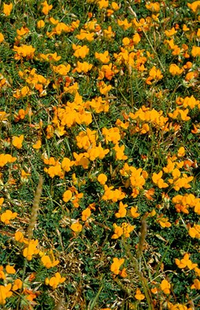 Lotus corniculatus P9 BIO