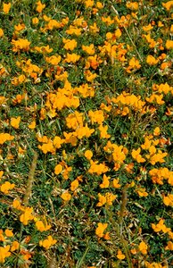 Lotus corniculatus P9 BIO