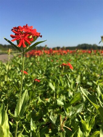 Lychnis chalcedonica P9 BIO - afbeelding 6