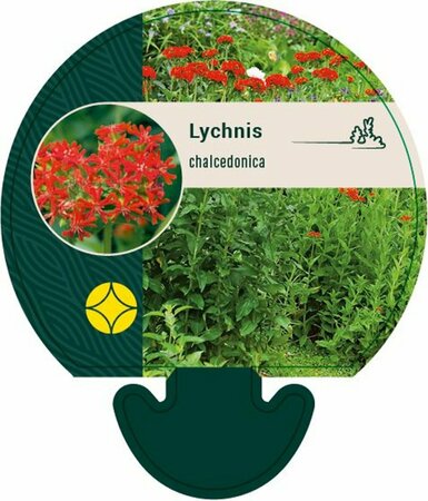 Lychnis chalcedonica P9 BIO - afbeelding 8