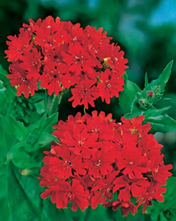 Lychnis chalcedonica P9 BIO - afbeelding 3