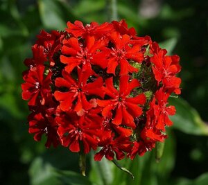 Lychnis chalcedonica P9 BIO - afbeelding 4