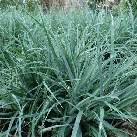 Carex flacca P9 - afbeelding 2