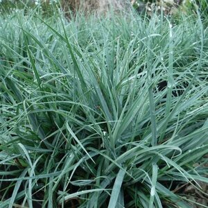 Carex flacca P9 - afbeelding 2