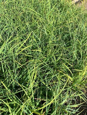Carex flacca P9 - afbeelding 1