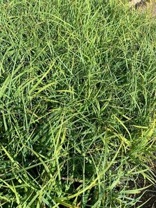 Carex flacca P9