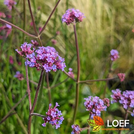 Verbena bonariensis C1 - afbeelding 13