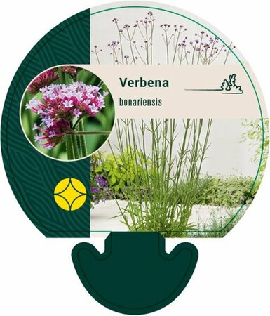 Verbena bonariensis C1 - afbeelding 6