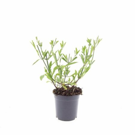 Verbena bonariensis C1 - afbeelding 9