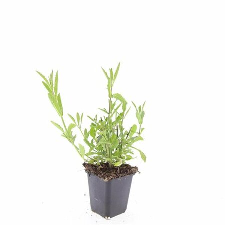 Verbena bonariensis C1 - afbeelding 12