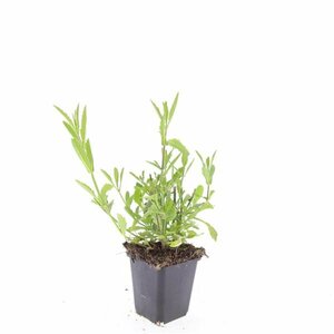 Verbena bonariensis C1 - afbeelding 12