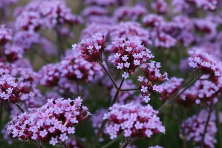Verbena bonariensis C1 - afbeelding 16