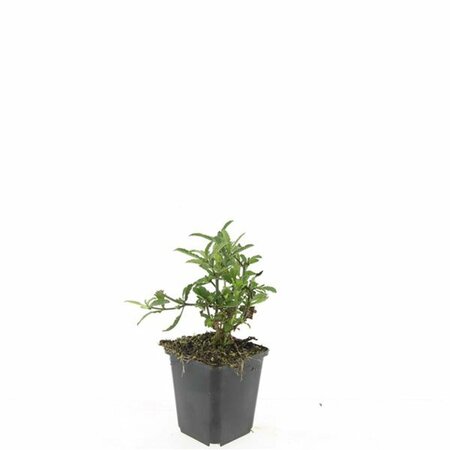 Verbena bonariensis C1 - afbeelding 10