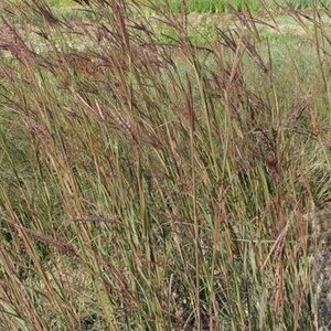 Andropogon gerardii