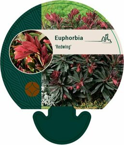 Euphorbia 'Redwing' P9